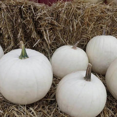 Pumpkin Cotton Candy