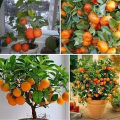 Bonsai Orange Tree Seeds Grow a Delicious Fruit Bearing Bonsai Tree