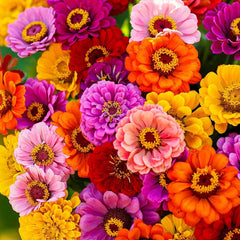 Non-GMO California Giants Zinnia Mix Seeds