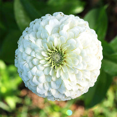 Giant White Zinnia Seeds