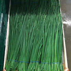Nelly Organic Chive Seeds
