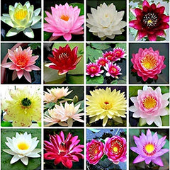 Mixed Bonsai Bowl Lotus Seeds