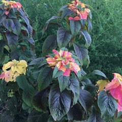 Amaranthus Tricolor Amaranth Summer Poinsettia