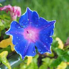 Morning Glory Seeds for Planting, Mixed Color Ipomoea Nil Seeds Heirloom Vine, High Germination Rate Open Pollinated Seeds