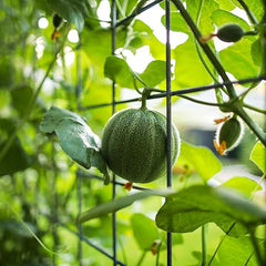 “Charentais” Melon Seeds Rare French Heirloom Melon Harvest Always Open-Pollinated
