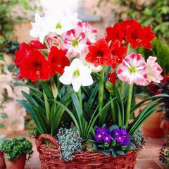 Amaryllis Flower Seeds