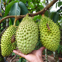 Giant Soursop Seeds for Planting, Annona Muricata, Graviola, Guyabano, Sirsak,  Tasty Tropical Native Fruit Tree