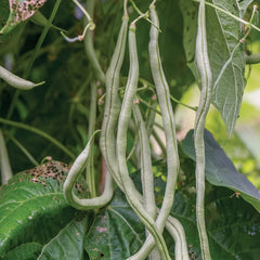 Bean, Pole, Fortex