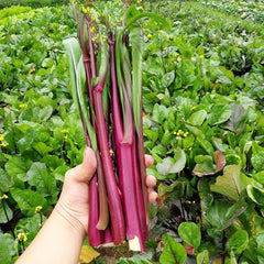 Red  Kale Seeds, Vegetable Seeds for Plating