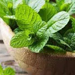 Mint Seeds