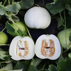 Bai Mibao Taiwan Melon Seeds White Thin-Wall Muskmelon