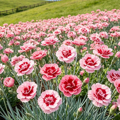 Pink & Red Center Dianthus Seeds