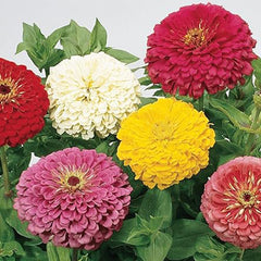 Giant Flowered Mixed Colors Zinnia Seeds