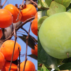 Persimmon Tree Diospyros Hachiya Fruit Seeds Tall Potted Plant Great Tasting Fruit