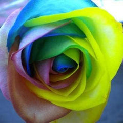 Rare Multi Colorful Rainbow Rose Flower Seeds
