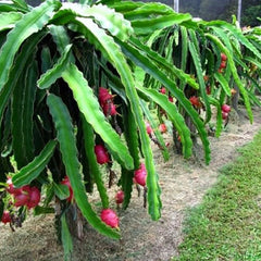 Dragon Fruit Seeds