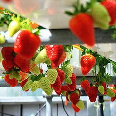 Red Climbing Strawberry Seeds For Home Garden
