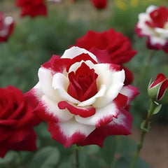 Red Heart Twin Rose Seeds