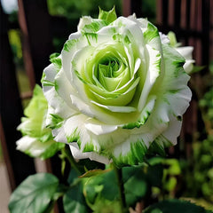 Rare White and Green Twin Roses