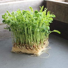 Dun Pea Seeds: Peas Sprouting Seeds for Vegetable Gardening, Cover Crop, Microgreen Pea Shoots