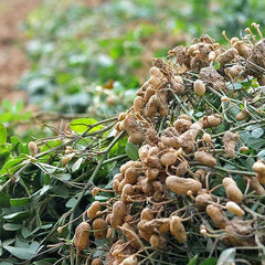 Peanut Seeds Non-GMO