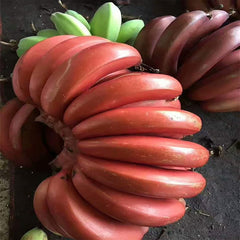 Rare Banana Seeds Red Dwarf Tree Bonsai Home Gardening Planting