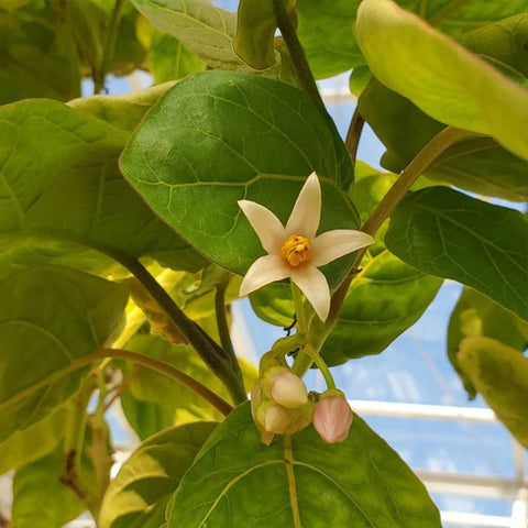 Solanum betaceum Yellow Fruit Tamarillo Tree Tomato