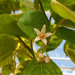 Solanum betaceum Yellow Fruit Tamarillo Tree Tomato