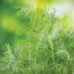 Dill, Mammoth