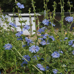 Perennial Chicory Flower Seeds for Planting