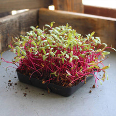 Organic Detroit Dark Red Beet Garden Seeds for Growing Microgreens, Vegetable Gardening