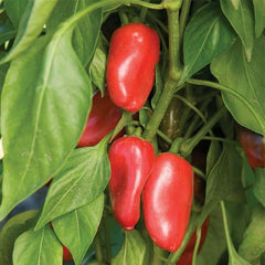 Lunchbox Sweet Snacking Pepper Seeds Red Orange Yellow Non-GMO
