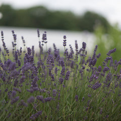 Ellagance Purple Lavender Seed