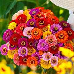Non-GMO California Giants Zinnia Mix Seeds