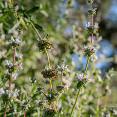 Black Sage