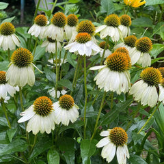 White Swan Coneflower Seeds - Hardy Perennial Pollinator Flower