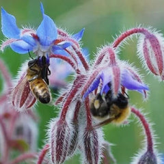 Borage Seeds