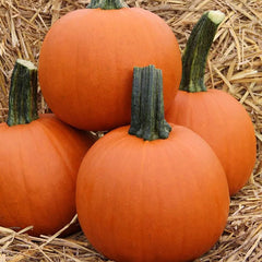 Pumpkin Bellatrix F1