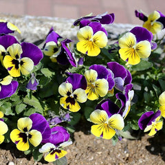 Perennial Viola Johnny Jump Up Flower Seeds for Planting
