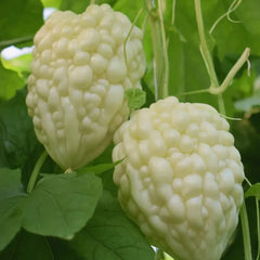 Apple Bitter Melon