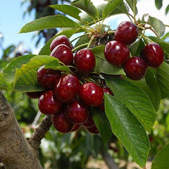 Dwarf Cherry Tree Seed Sweet Edible Fruit Robust Flavor Great Gardening