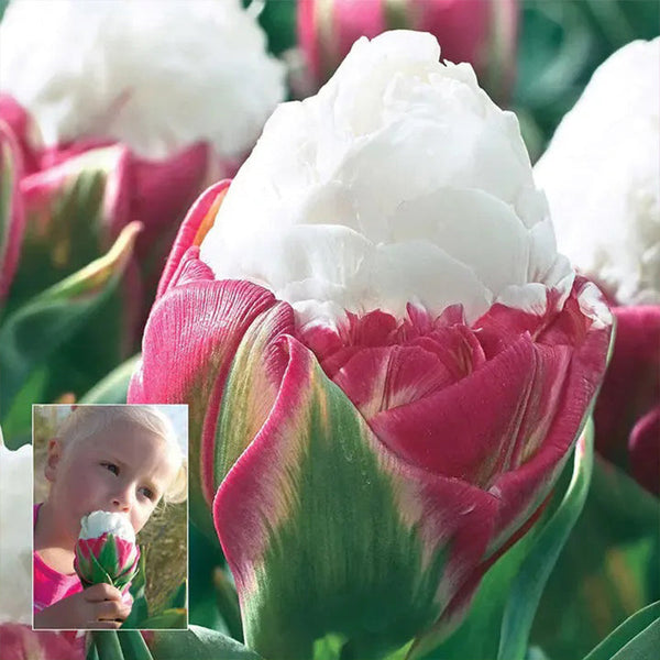 Bonsai Rare Color Tulip Seeds