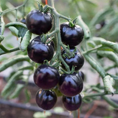 Organic Indigo Rose Tomato Seeds,Solanum Lycopersicum