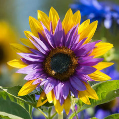 Purple Heart with Green Edges Sunflower