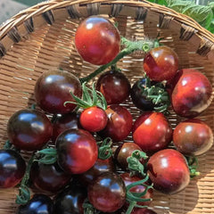 Black Tomato Seeds - Black Beauty Queen