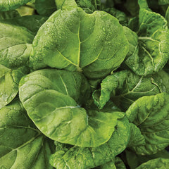 Chinese Cabbage, Pak Choi, Toy Choi Hybrid