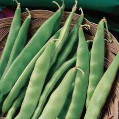 Bean, Early Bush Italian