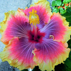 Beautiful Cosmic Dancer Hibiscus