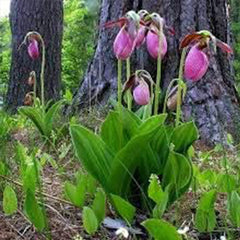 Pink Lady's Slipper Flower Seeds