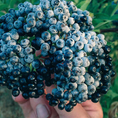 Mexican Elderberry